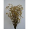 Gypsophile stabilisé jaune bouquet