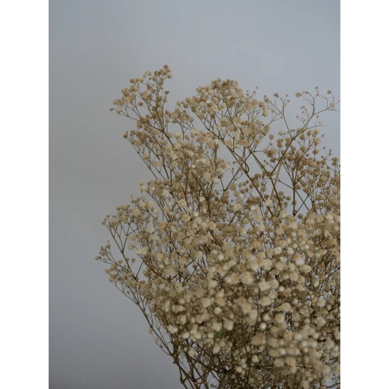 Gypsophile stabilisé crème détails