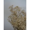 Gypsophile stabilisé crème détails