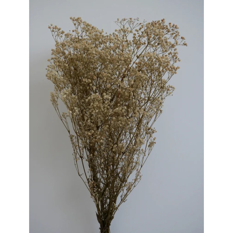Gypsophile stabilisé crème bouquet