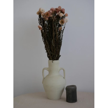 Immortelle Séchée