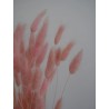 Lagurus séché rose détails