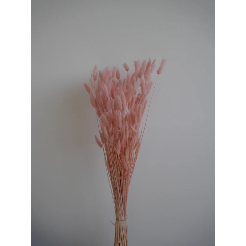 Lagurus séché rose bouquet