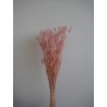 Lagurus séché rose bouquet