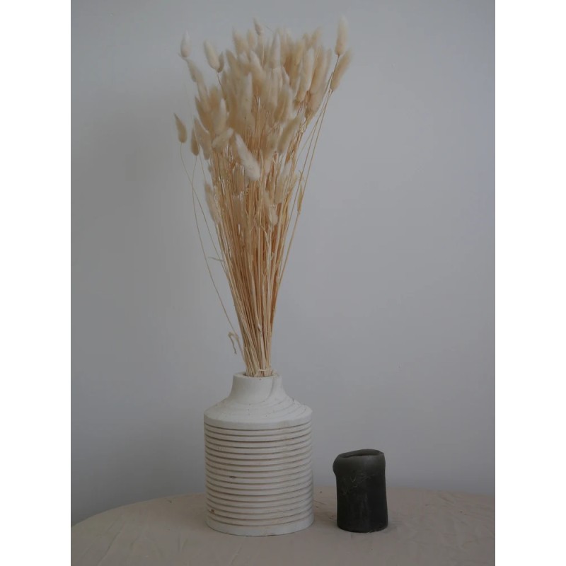 Lagurus séché blanc décoration intérieure