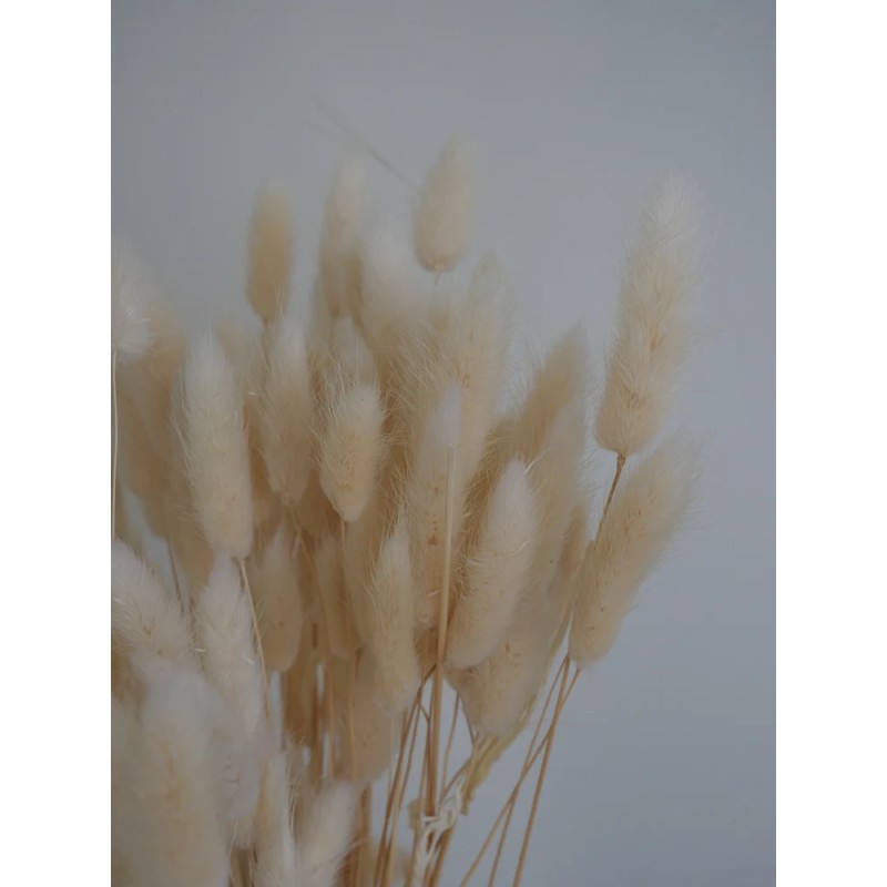 Lagurus séché blanc détails