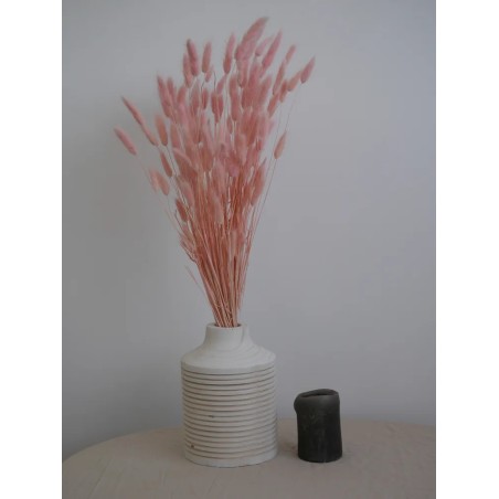 Lagurus séché rose
