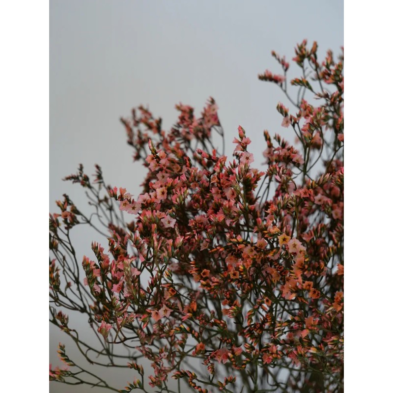 Limonium Stabilisé rose détails