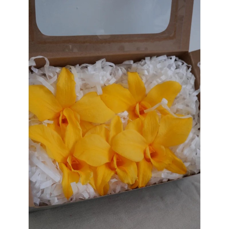 Orchidée stabilisée jaune boite