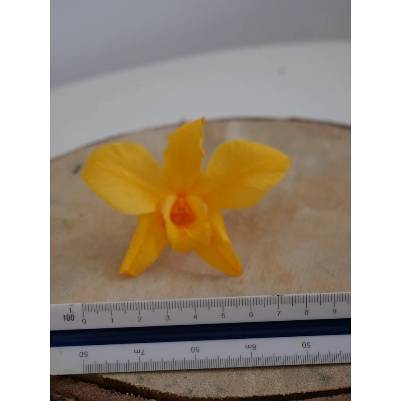 Orchidée stabilisée jaune dimension