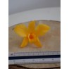 Orchidée stabilisée jaune dimension