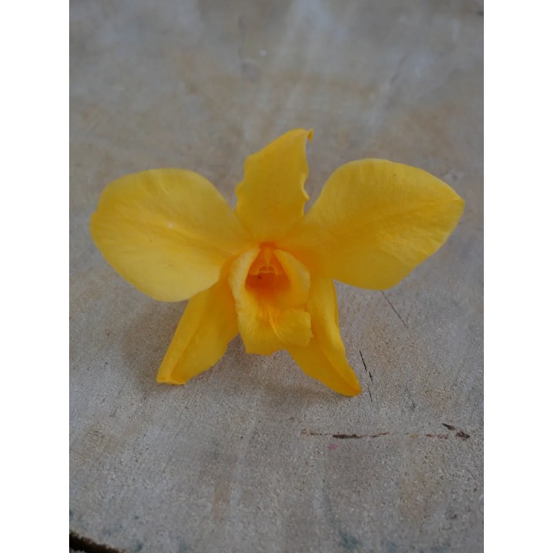 Orchidée stabilisée jaune