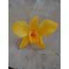 Orchidée stabilisée jaune