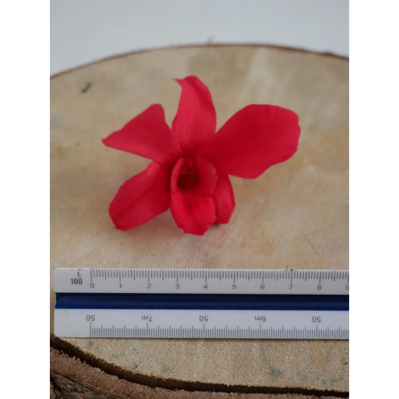 Orchidée stabilisée fushia dimension
