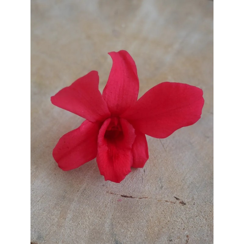 Orchidée stabilisée fushia