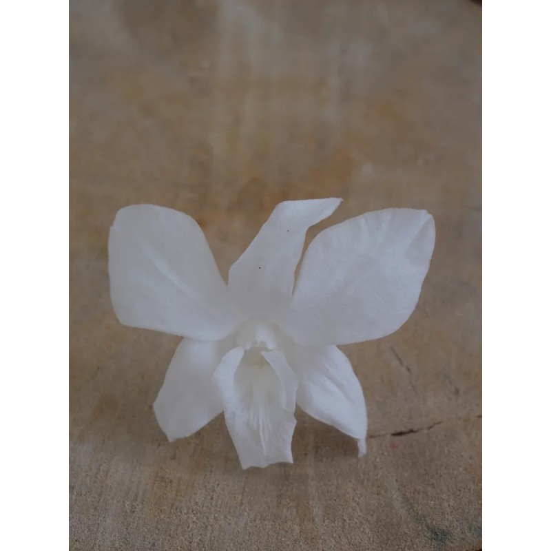 Orchidée stabilisée blanche
