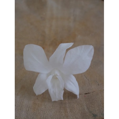 Orchidée stabilisée blanche