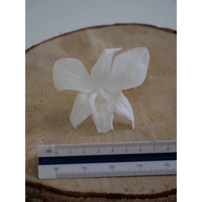 Orchidée stabilisée blanche dimension