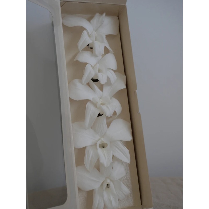 Orchidée stabilisée blanche boite
