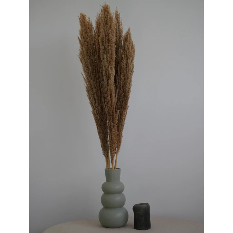 Plumero Silvestre Stabilisé naturel