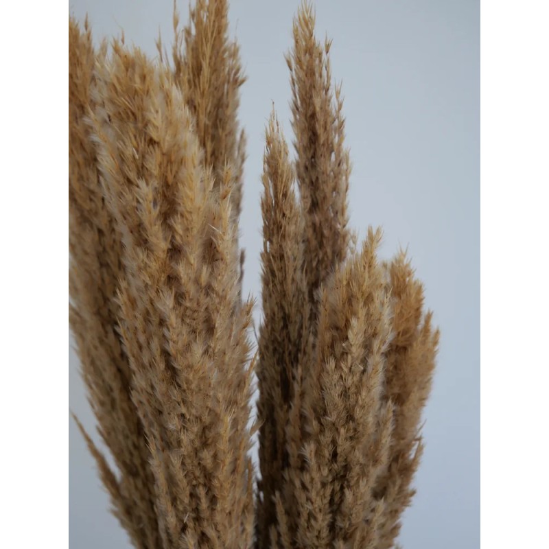 Plumero Silvestre Stabilisé naturel détails