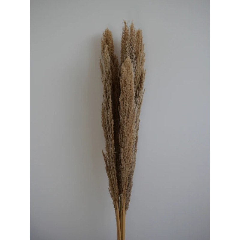 Plumero Silvestre Stabilisé naturel bouquet