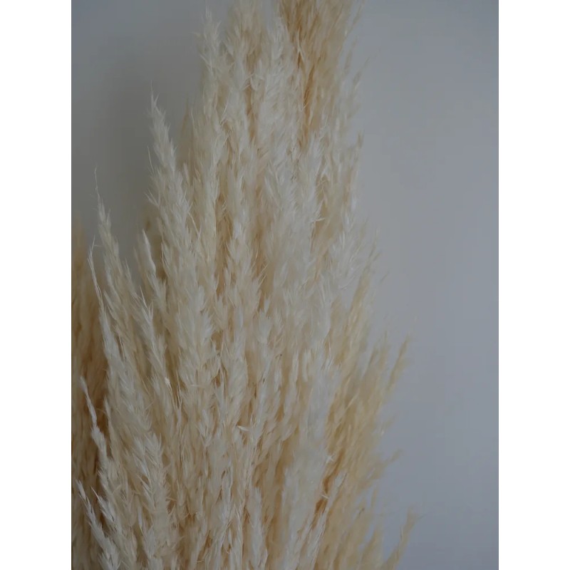 Plumero Silvestre Stabilisé blanc détails