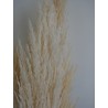 Plumero Silvestre Stabilisé blanc détails