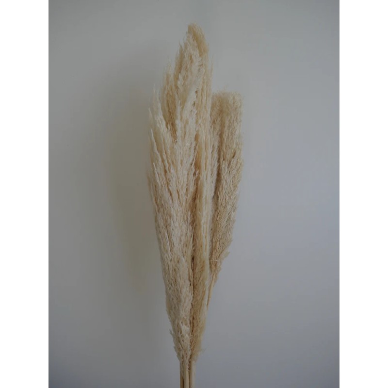 Plumero Silvestre Stabilisé blanc bouquet