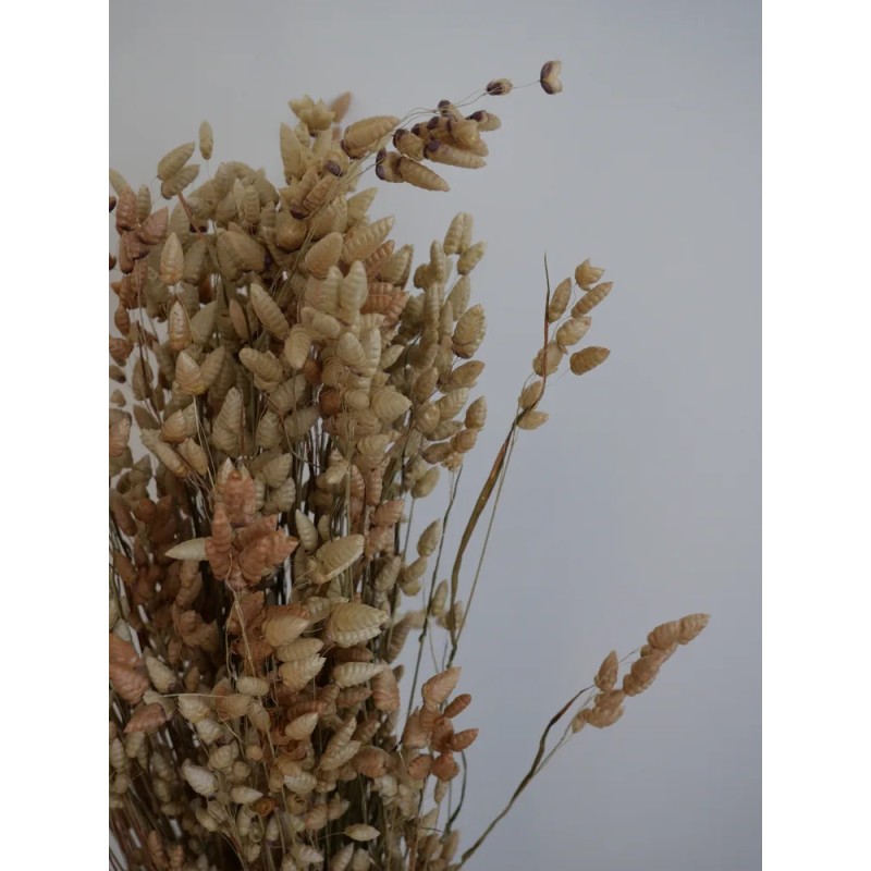 briza séché détails