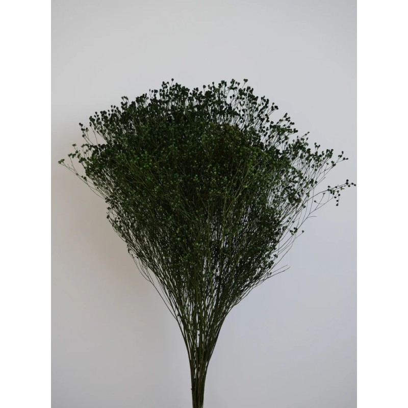 broom vert bouquet stabilisé