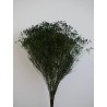 broom vert bouquet stabilisé