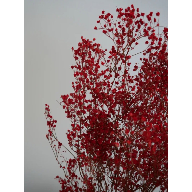 gypsophile rouge stabilisé détails