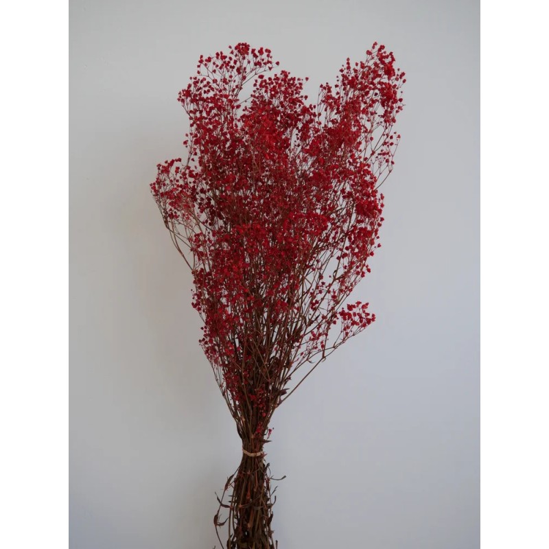 gypsophile rouge stabilisé