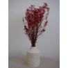 gypsophile rouge stabilisé  décoration