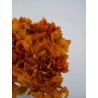 Hortensia Stabilisé orange details