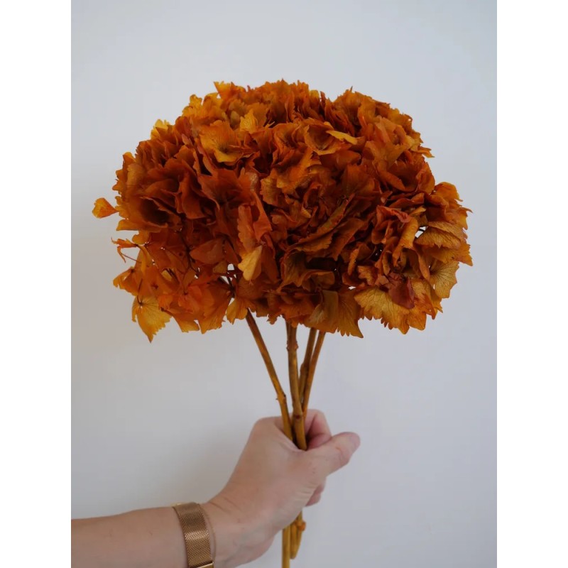 Hortensia Stabilisé orange tête