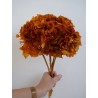 Hortensia Stabilisé orange tête
