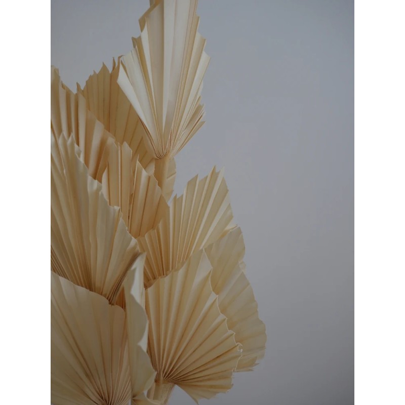 Palm Spear Séchée détails