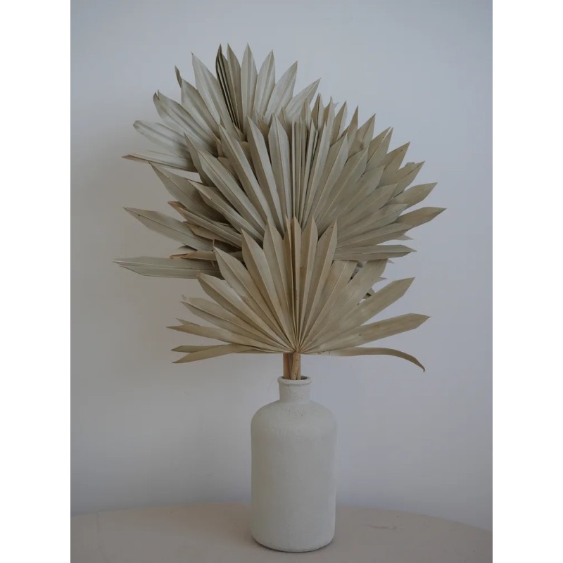 Palm Sun Séchée