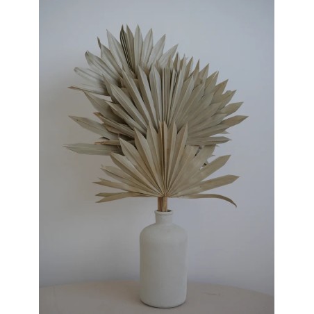 Palm Sun Séchée