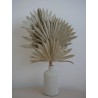 Palm Sun Séchée