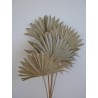 Palm Sun Séchée décoration d'intérieure