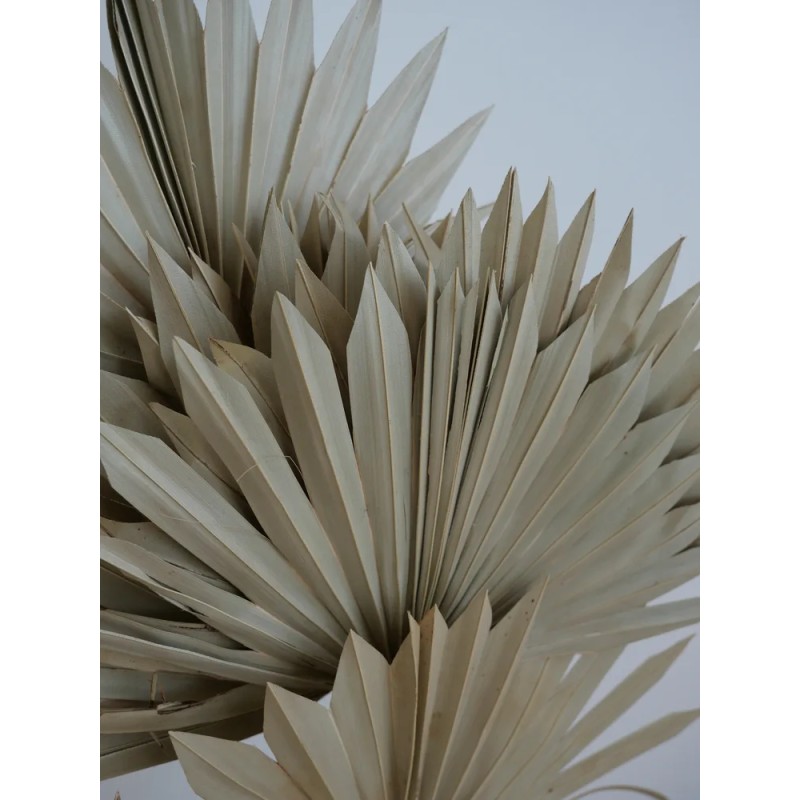 Palm Sun Séchée bouquet