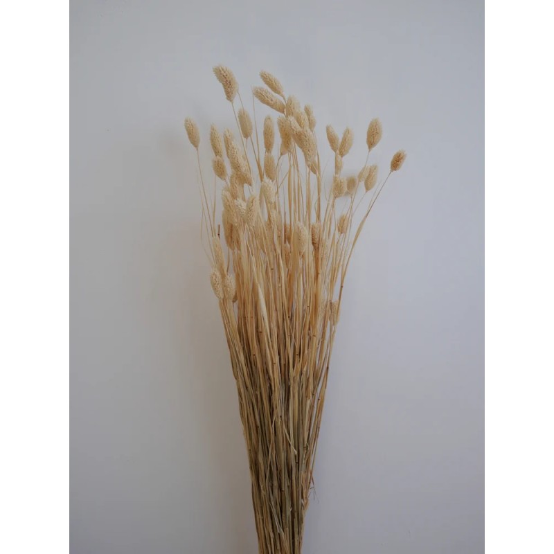 phalaris séché blanc bouquet