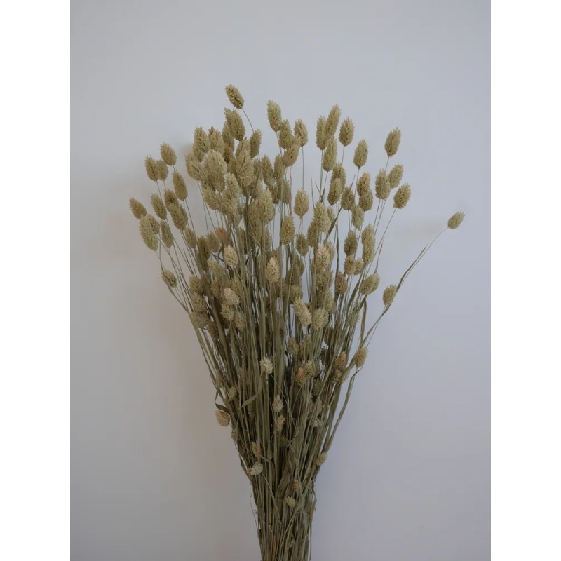 phalaris séché naturel bouquet