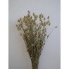 phalaris séché naturel bouquet