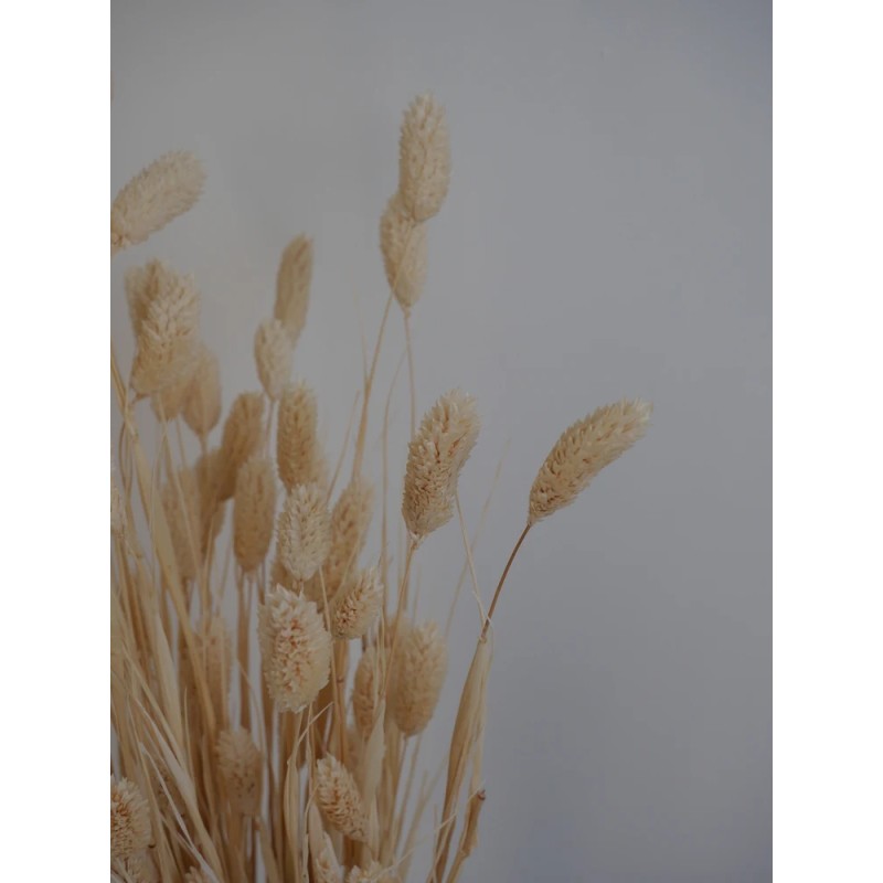 phalaris séché blanc détails