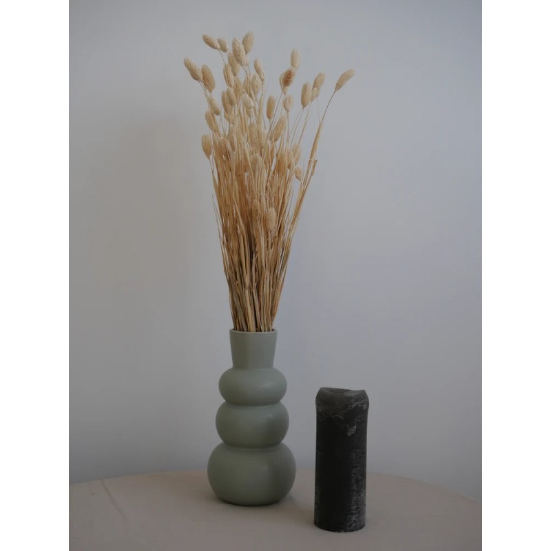 phalaris séché blanc