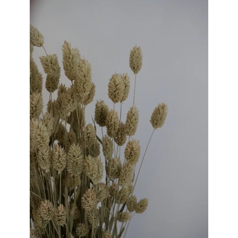 phalaris séché naturel détails